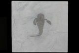 Eurypterus (Sea Scorpion) Fossil - New York #70644-1